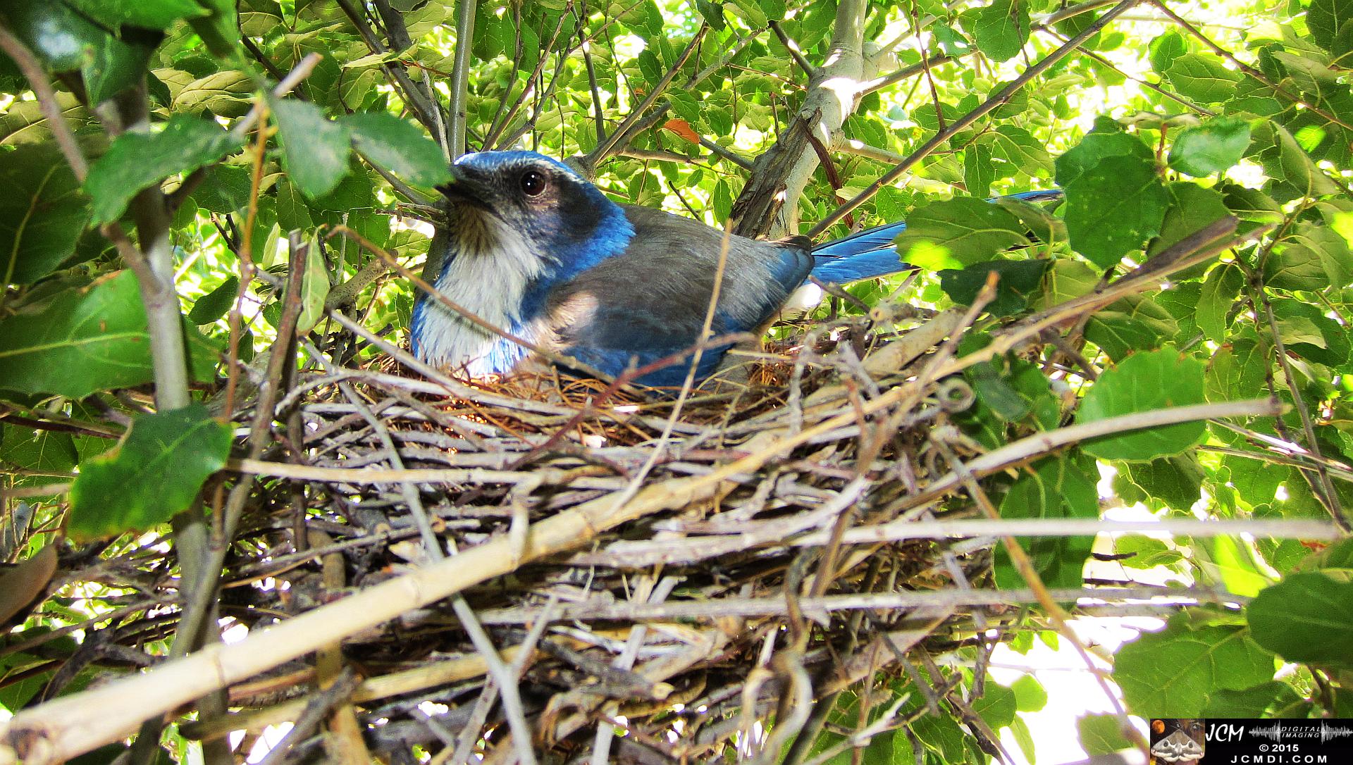 home-made GoPro wildlife camera rig and nest